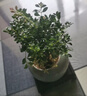 京东绿植文竹盆栽桌面摆件懒人好养绿植办公室舍得紫砂盆源头直发 实拍图