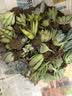 行湘多肉植物盆栽绿植  多肉30颗不重复+陶土塑料盆+椰砖土 源头直发 实拍图