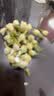贡苑茉莉花苞【防碎铁罐125克】广西原产 三伏茉莉花干茶叶泡水喝 实拍图