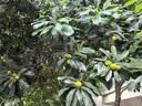 LOVO罗莱家纺 A类抗菌夏被可机洗七星超柔空调夏凉被子被芯学生单双人 【七星超柔】A类抗菌可机洗夏被-沐夏 220*240cm【适合1.8m/2双人床】 实拍图