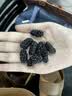 草木方黑桑葚干新货500g特级桑葚干泡水桑葚干中药材精选大果即食泡茶 实拍图