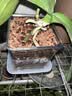 亚克力正方形透明花盆塑料种植盆水培透气加厚蝴蝶兰专用控根盆 2号10.5*9*11cm【送托盘】 1个装 实拍图