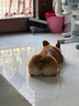 憨憨宠 狗窝猫窝 夏季宠物狗狗窝垫子凉席 金毛贵宾泰迪中型犬狗床狗垫 编制凉席窝丨咖啡棕丨L码61*51*7cm丨适用于20斤内 实拍图