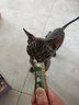 京东京造 蛋奶酱猫条12g*72支 猫零食4口味成幼猫0肉粉0胶湿粮罐头 实拍图