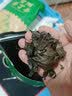 正宗贵州特产苦丁茶2026新茶余庆大叶苦丁野生毛冬青清热解暑散装 500克【经济实惠】 实拍图