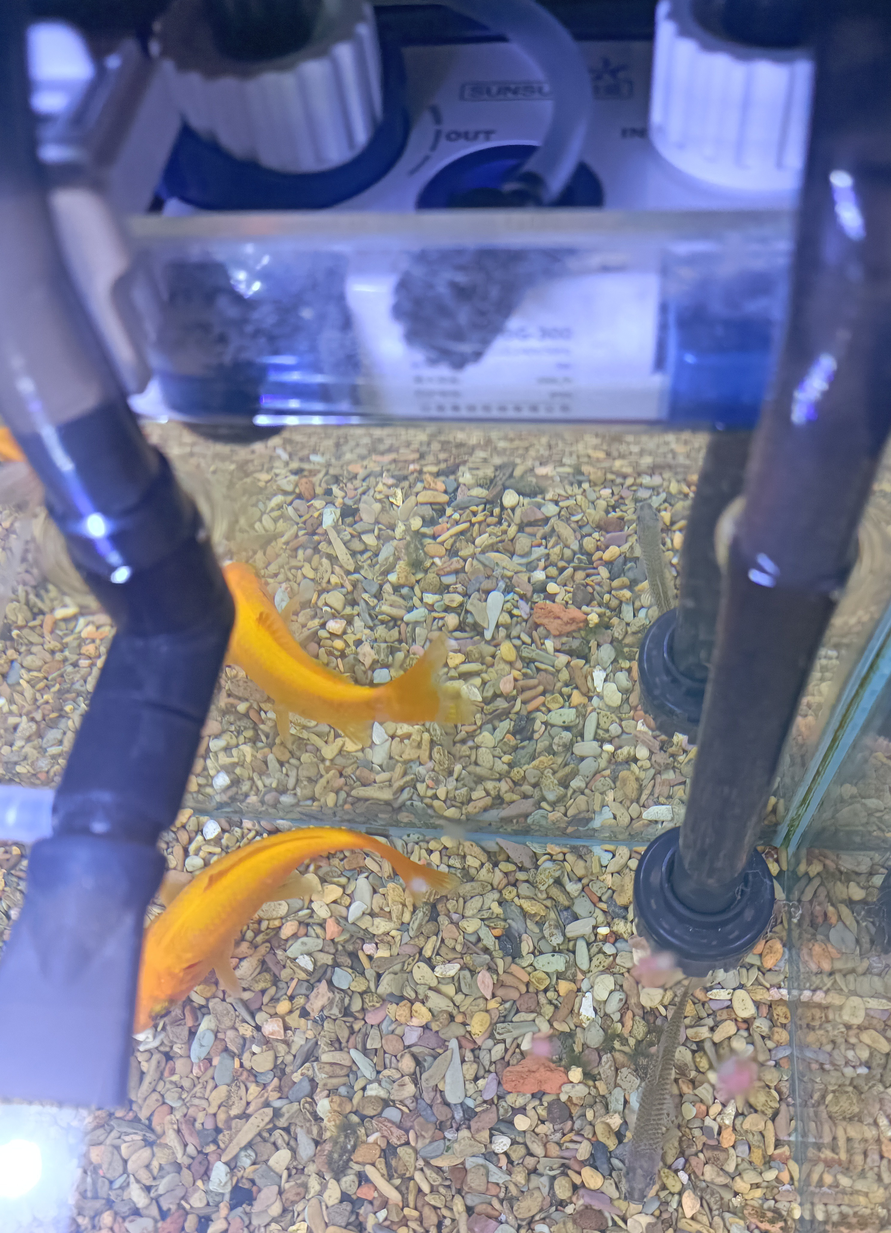 森森耀蓝鱼缸壁挂式过滤器外置小型过滤桶净水过滤循环系统YBG-300 实拍图