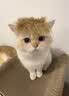 KONOKO驱猫神器防猫上床抓乱尿驱赶狗喷雾剂橘子味狗狗猫咪宠物禁区喷雾 实拍图
