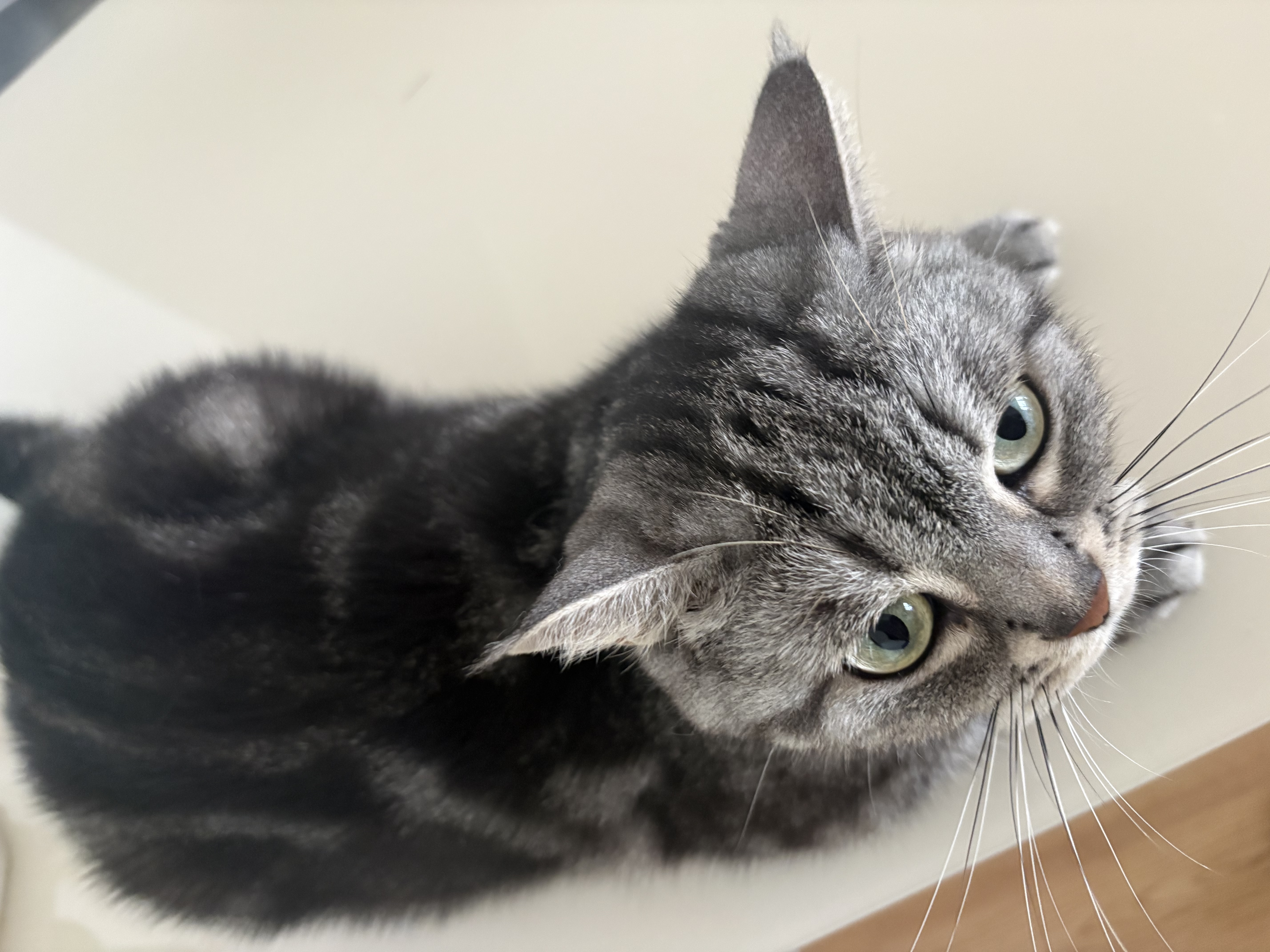 皇家k36猫粮4.5kg+pidan经典混合豆腐猫砂2.4kg*4包 超值组合套装 实拍图