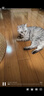 欢宠网猫薄荷球猫玩具猫咪磨牙棒逗猫自嗨解闷神器磨牙猫猫小猫幼猫宠物 实拍图