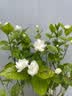 史丹利山茶花茉莉花杜鹃花君子兰栀子花肥料专用肥家用营养液酸性500ml 实拍图
