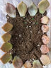 德沃多多肉专用营养土5斤-19合1植物种植花土颗粒营养土花盆土50%泥炭 实拍图