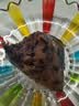 五芳斋粽子  中华老字号端午嘉兴特产粽子早餐零食 紫糯栗蓉粽100g*2只 实拍图