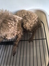 HELLOJOY狗厕所中型小型犬专用防踩屎便盆尿尿盆非不锈钢大小便神器狗砂盆 实拍图