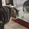 憨憨乐园猫玩具吸盘猫咪转转乐逗猫幼猫小猫逗猫棒自嗨解闷神器玩具 实拍图