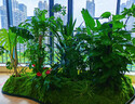生命之树苔藓微景观桌面生态瓶免打理办公室盆栽真植物耐养礼物 小叶赤楠（成品种好）灰色花盆 实拍图