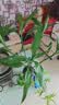 快活林水培植物营养液富贵竹水仙花养根壮杆抗逆水培专用型花肥料110ml 实拍图