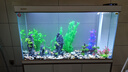 森森（SUNSUN）大型鱼缸底过滤水族箱客厅家用落地玻璃生态金鱼缸 【实时温显+灯控】珍珠白 1.2米长35cm宽 实拍图