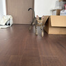 普安特次氯酸消毒液宠物猫咪狗狗除臭杀菌消毒喷雾猫砂去尿味消毒水喷剂 实拍图