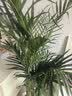 植男植女富贵椰子客厅绿植散尾葵大型绿植凤尾竹室内盆栽夏威夷竹源头直发 实拍图