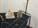 宠物航空箱猫咪空运包猫笼猫包狗狗托运便携车载猫箱子 灰色超大号【59*37*36cm】 航空箱 实拍图