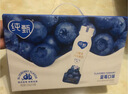 蒙牛纯甄「轻酪乳蓝莓味」小蛮腰酸奶230g*10瓶 酸牛奶整箱送礼礼盒 实拍图