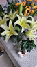 AB级香水百合花鲜花云南产地直发玫瑰康乃馨向日葵插花花束10 高品质【AB级随机色】香水百合10朵+保鲜剂 实拍图