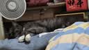 instinct天然百利三文鱼配方全猫粮10磅/4.5kg 实拍图