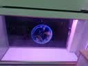 森森（SUNSUN）大型鱼缸底过滤水族箱客厅家用落地玻璃生态金鱼缸 【实时温显+灯控】珍珠白 1.2米长35cm宽 实拍图