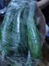 京喜加寿光新鲜无刺水果小黄瓜小青瓜脆甜荷兰脆嫩生吃黄瓜蔬菜 水果黄瓜 3斤 （净重 2.7斤 ） 实拍图