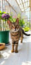亿迪猫粮冻干幼猫成猫10斤全价英短蓝猫布偶老年猫国产通用全阶段5kg 实拍图
