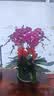 元族教师节礼物【2小时达】大花蝴蝶兰盆栽兰花同城配送鲜花送老师 【年年胜意】8株紫色蝴蝶兰盆栽（花盆随机） 实拍图