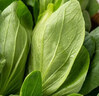 【24小时菜】富硒小油菜200g 实拍图