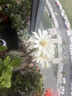 梦馨鲜花鲜花速递11朵红玫瑰礼盒花束送女友全国同城配送 33朵粉玫瑰礼盒-生日款 实拍图