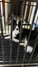 加仕高P链狗绳宠物狗狗牵引绳中大型犬16mm防爆冲遛链子项圈1.8米用品 实拍图