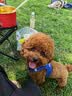 自然光环Halo【小犬鲜肉】进口狗粮小型犬泰迪柯基比熊专用法斗雪纳瑞博美 小犬鱼味4磅/1.8kg 下单抽奖·满赠好礼~详情请入会 实拍图