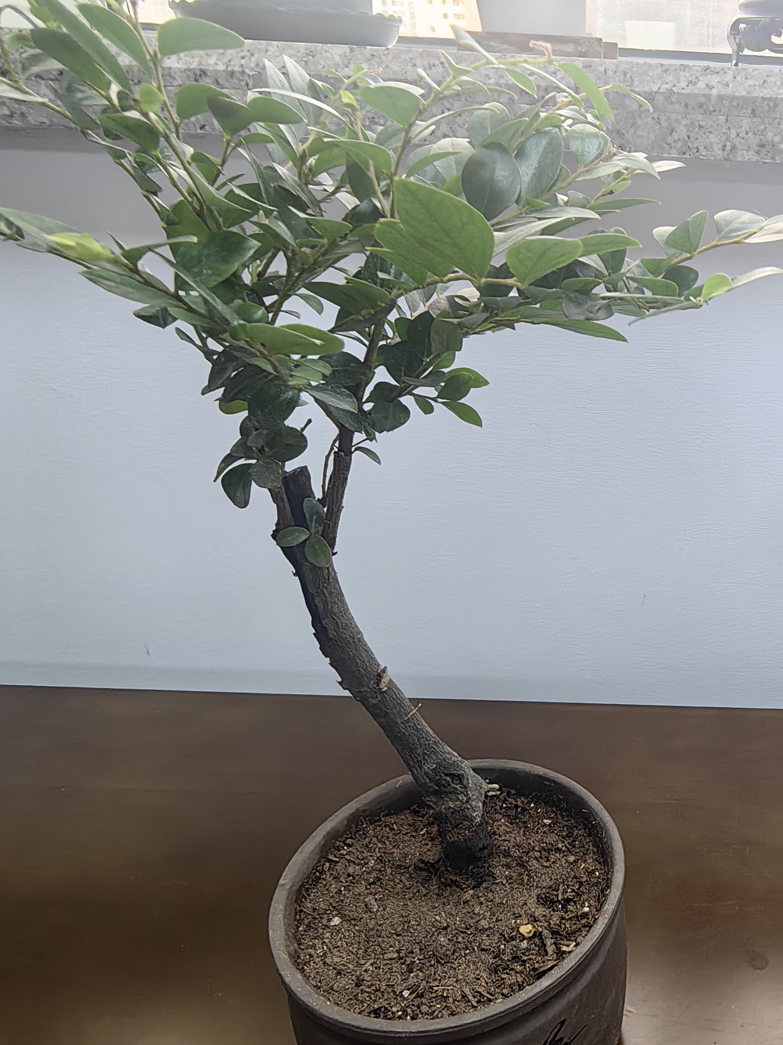 想开小叶紫檀盆景树桩植物老桩盆栽客厅桌面室内绿植好养树苗四季常青 单杆小叶紫檀简装（不含盆） 带盆栽好 实拍图