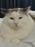 领先成猫尝鲜礼包主食级烘焙猫粮猫条餐盒汤包（新老款随机发货） 实拍图