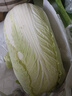 山东寿光大白菜黄心大娃娃菜农户现摘新鲜蔬菜原产地整箱批发 寿光白菜带箱5斤净重4.5斤 实拍图
