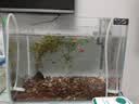 松宝（sobo）鱼缸氧气泵增氧泵水族箱增氧机养鱼打氧机 小型家用充氧泵 双孔4W 实拍图