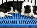萌嘟星宠 猫狗笼脚垫板狗舍防滑卡脚垫板网格可拼接加厚散热板长宽58*41cm 实拍图