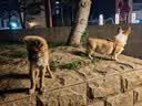 BNBNO宠物餐盘猫咪自动喂食器盘大口径狗猫碗餐垫支架增高架护颈防漏食 实拍图