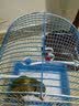 喜帅鸟笼X103 鹦鹉笼子虎皮牡丹观赏笼玄凤文鸟大空间鸟笼子颜色随机 实拍图