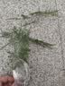 文竹盆栽绿植花卉盆景植物室内客厅水培文松云竹文竹大苗四季常青 小文竹【1颗】原盆原土球发货 高度15-25cm 实拍图