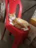 力狼 猫条猫零食 成幼猫通用宠物猫咪零食猫湿粮 鲜肉混合口味猫条15g*10支 实拍图