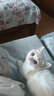 沃趣 钠基矿砂无尘矿物质结团快无尘小颗粒矿土吸水猫咪用品18斤 实拍图
