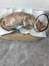 布兰德全价鲜煮主食猫条罐头湿粮幼猫成猫增肥猫条 甜虾北极贝32支装 实拍图