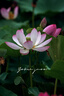 腾龙（Tamron）A057S 150-500mm F/5-6.7 Di III VC VXD防抖 拍鸟体育超长焦索尼全画幅微单镜头(索尼全幅E口) 实拍图
