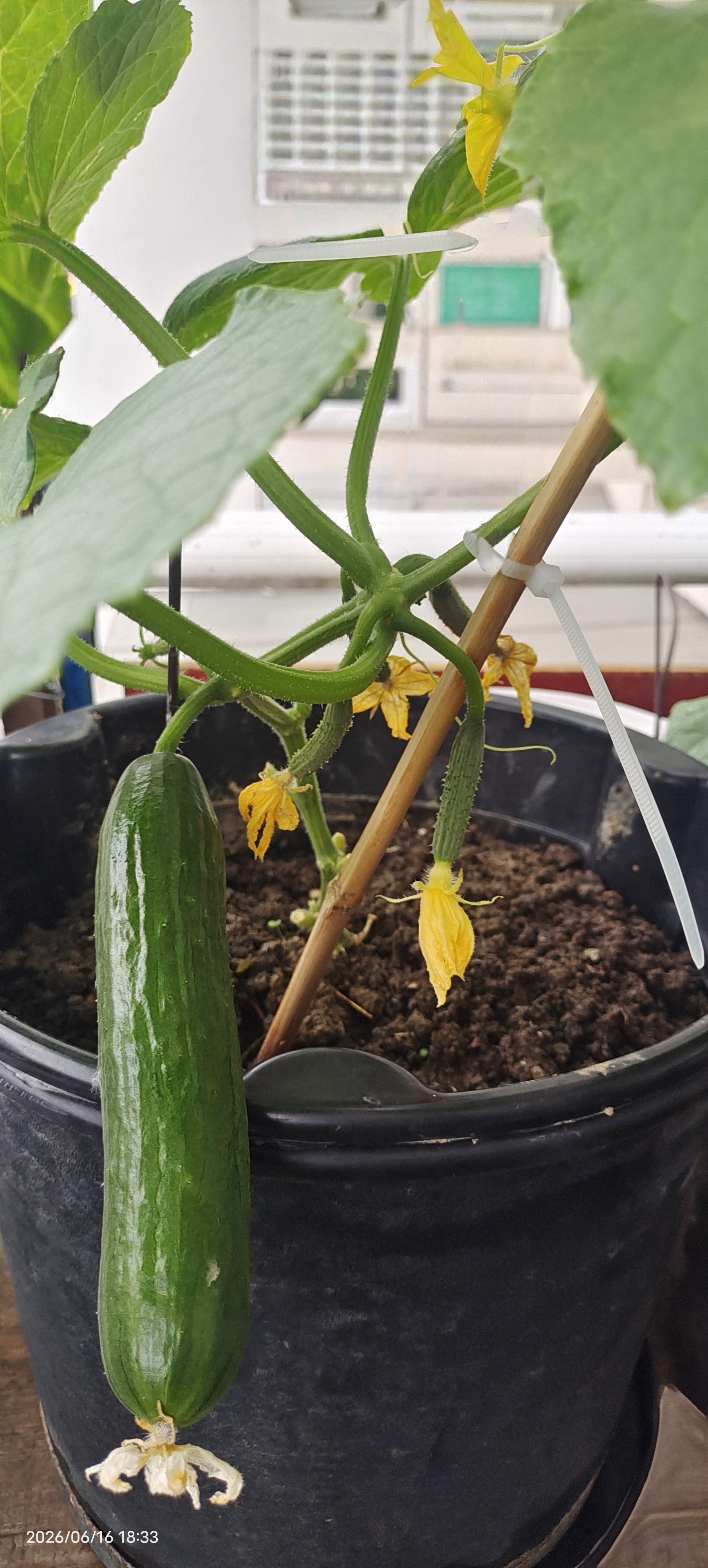 绿族鸡粪发酵有机肥10斤干鸡粪蔬菜花卉盆栽绿植果树有机肥料花肥通用 实拍图