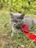 亿迪猫粮全价成猫幼猫冻干全阶段5斤布偶蓝猫英短橘猫通用小包装2.5kg 实拍图