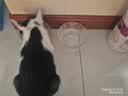 鼎伴3效抗过敏猫粮减少过敏原低敏脱敏全价鼎半成幼猫粮清敏主粮1.5kg 实拍图